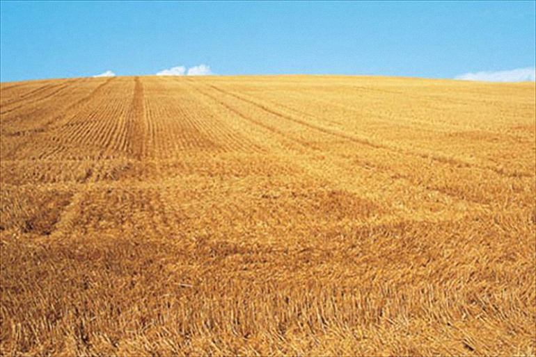 Castilla La Mancha Asaja estima una reducción de casi el 70 por ciento en la cosecha de cereales en nuestra región